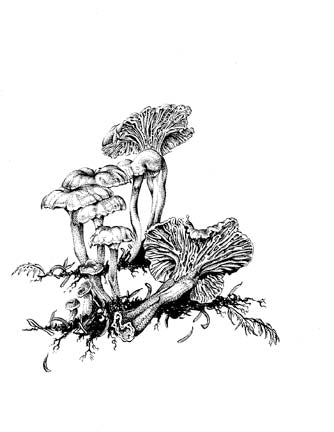 Winter Chanterelle