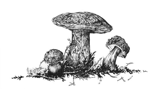 Zeller's Bolete