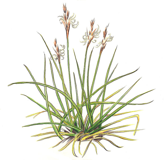 Bunch grass