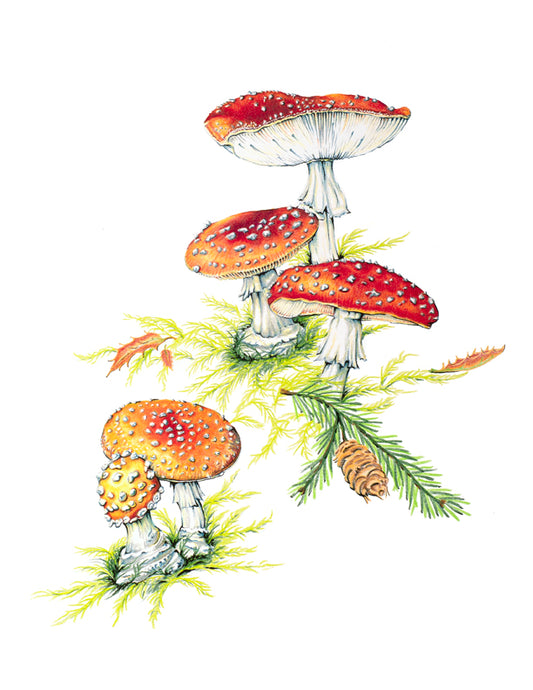 Amanita Muscaria